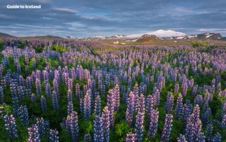 Lupine flowers swarm the valleys of the Snaefellsnes peninsula in summer.