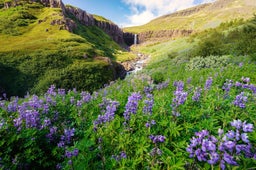 Budararfoss is beautiful in summer