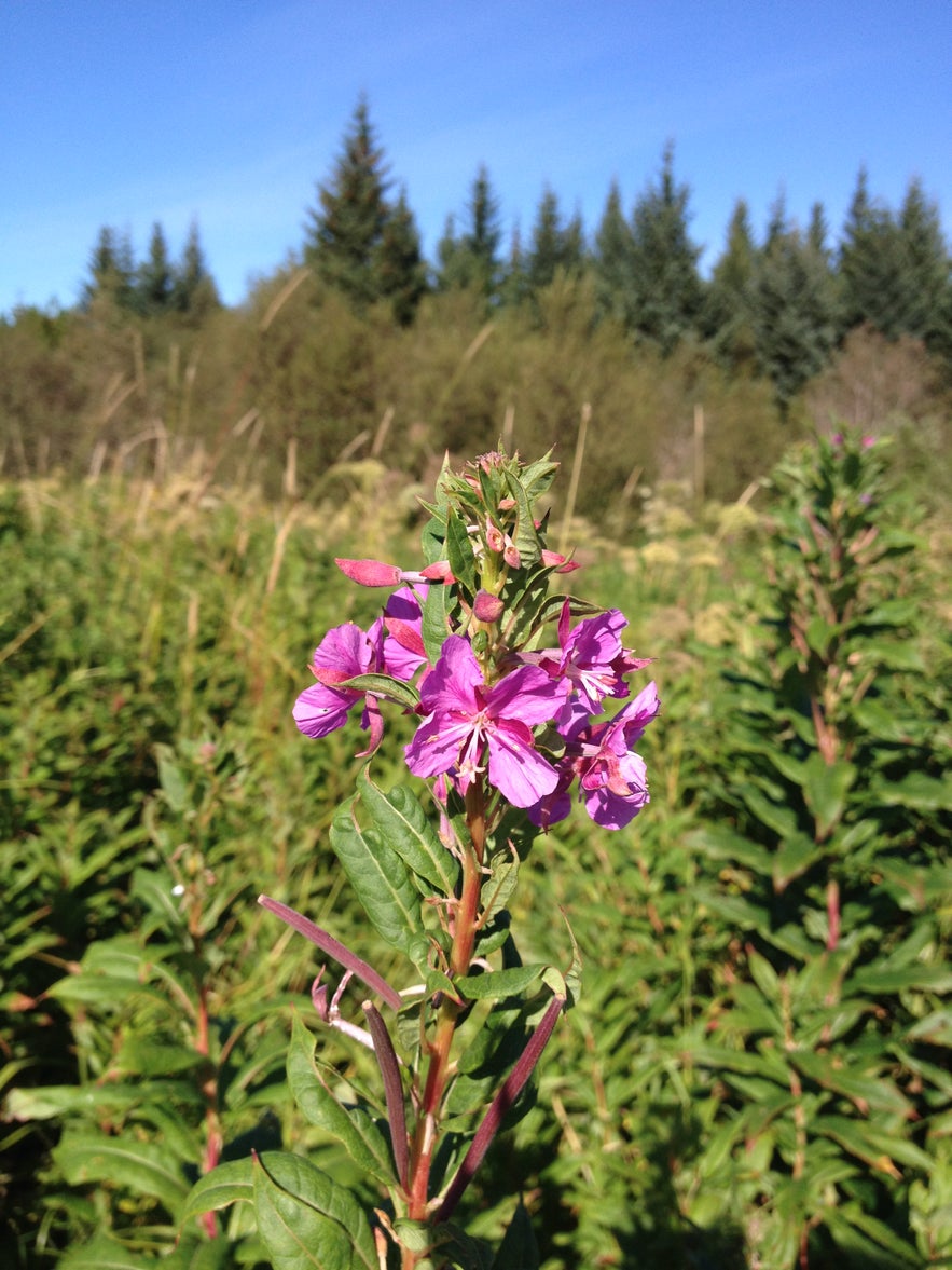 Ventajas y desventajas de Islandia en verano