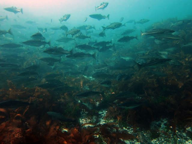 Tauchen im Nordatlantik vor der Küste Islands