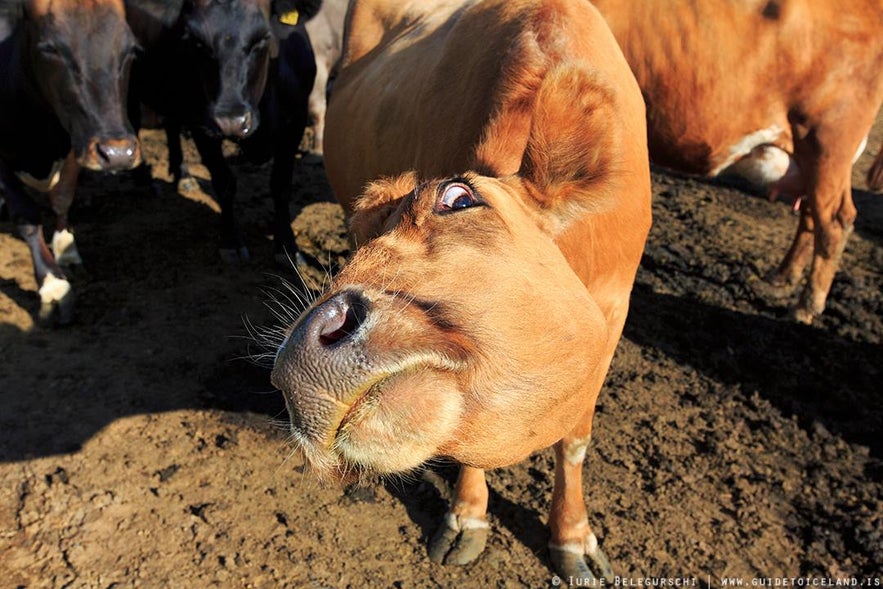 想线上学冰岛语，可以先阅读一下这篇冰岛语的科普信息文