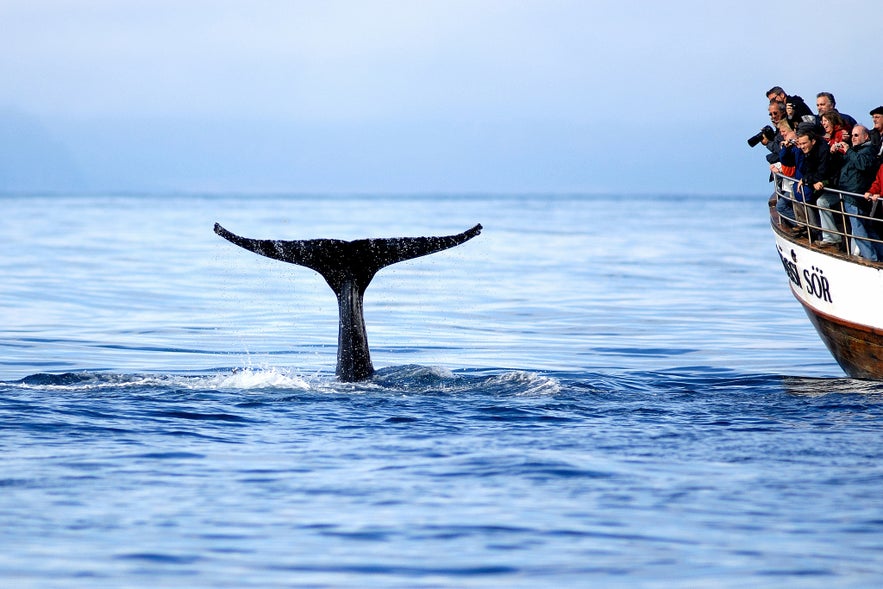 Whale watching in North Iceland