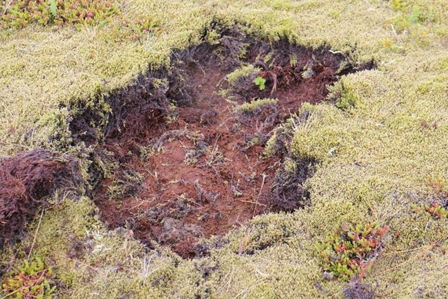 Musgo dañado en Islandia