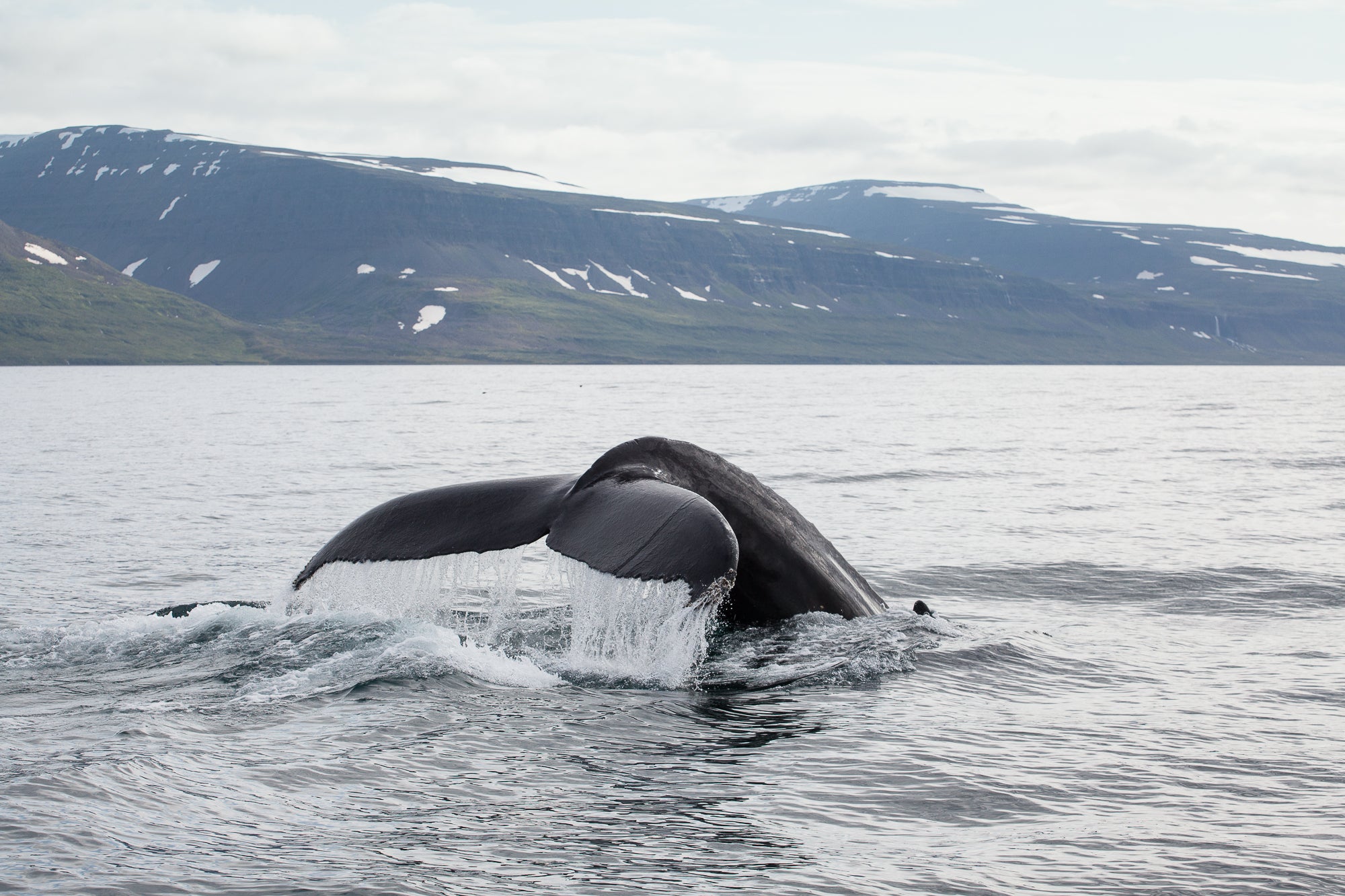 Una coda di balena viene fotografata durante un tour di whale watching al largo delle acque dei Fiordi occidentali