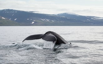 Una coda di balena viene fotografata durante un tour di whale watching al largo delle acque dei Fiordi occidentali
