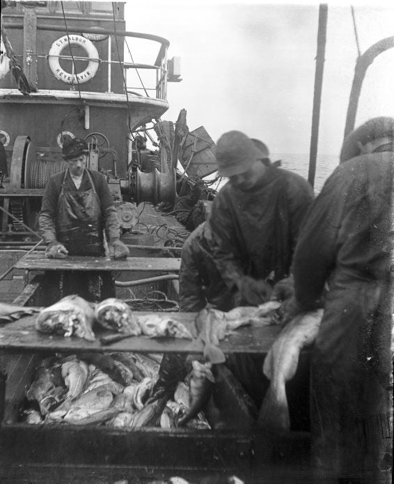Icelandic fishermen working on the trawler Baldur in 1912 Icelandic fishermen working on the trawler Baldur in 1912