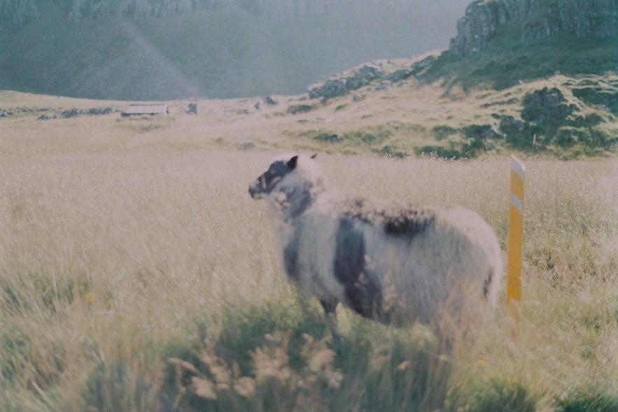 Ein geschecktes Schaaf auf dem Weg nach Djúpavík