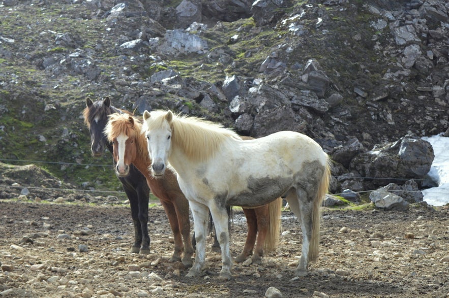 Horses