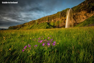 En af floderne, der er dannet af smeltevandet fra Eyjafjallajokull, fører ind i det smukke Seljalandsfoss vandfald.