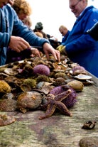 Laat de bemanning zorgen voor het schoonmaken van de zeevruchten terwijl jij geniet van de lekkernijen.