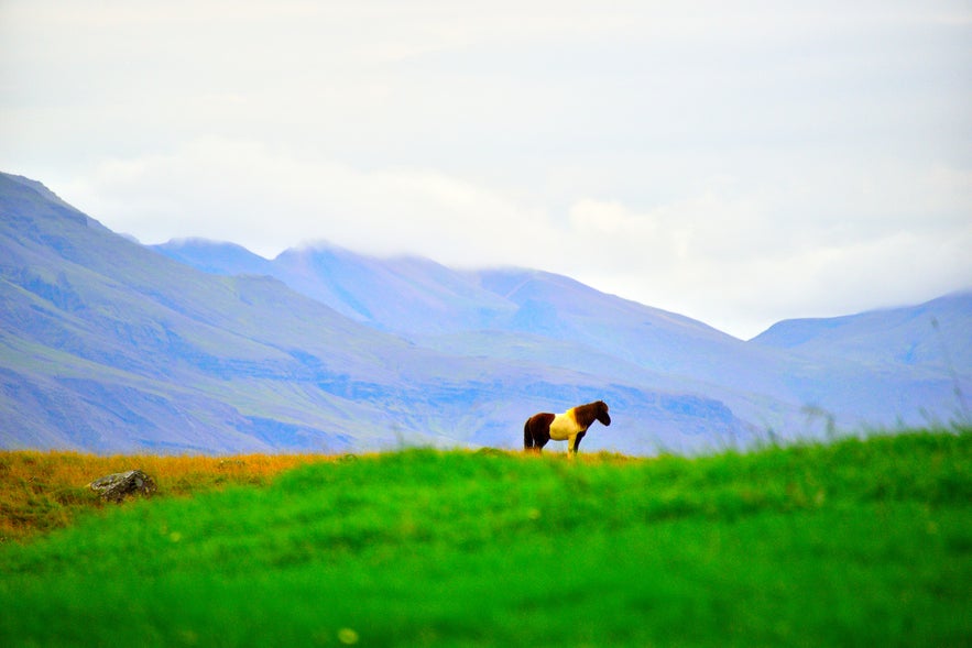 ヴィーズエイ島でピクニック！