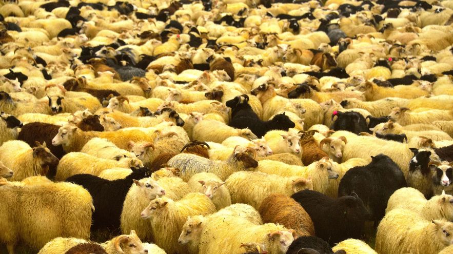 羊の波にのまれてきました。