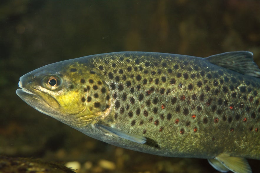 Fishing at Heidarvatn lake offers an enticing array of fish species, including sea trout, brown trout, Arctic char, and occasional salmon.