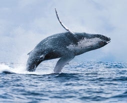 En el Mejor Tour de Avistamiento de Ballenas de Reikiavik quizás veas las enormes ballenas jorobadas que salen a la superficie en una espectacular exhibición acrobática.