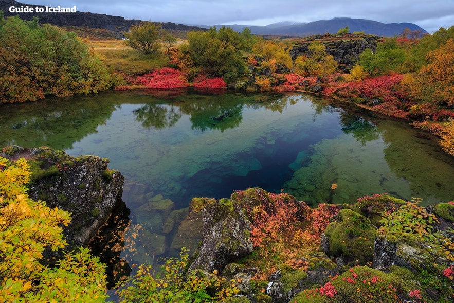 Jesienne kolory w Parku Narodowym Thingvellir.