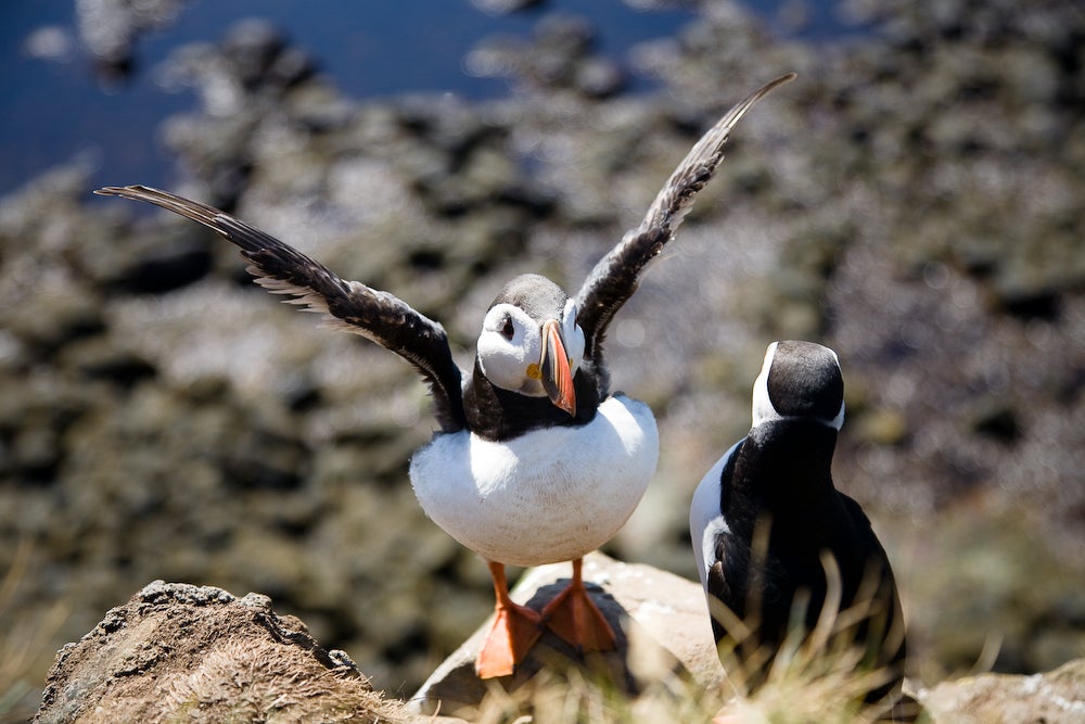 Atlantic puffins can be found in abundance in the Westfjords at Látrabjarg cliffs in the summer.