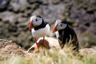 A pair of curious puffins pose for the camera.