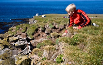 Les falaises de Látrabjarg constituent un lieu de rencontre privilégié pour les personnes de tout âge qui souhaitent une interaction personnelle avec un animal sauvage.