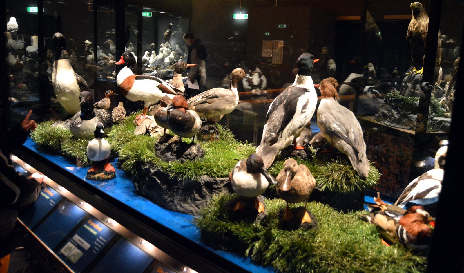 The Sigurgeir's Bird Museum at Mývatn - Breeding Birds in Iceland