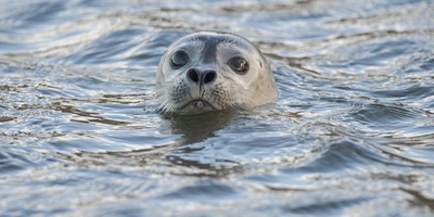 Phoque mignon dans la lagune de Jokulsarlon