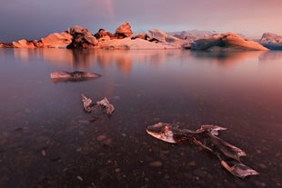 De lilla nuancer på den islandske himmel under midnatssolen spejler sig smukt over isbjergene i gletsjerlagunen Jokulsarlon. 