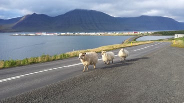 Tre pecore camminano lungo la strada che costeggia il fiordo di Isafjardardjup