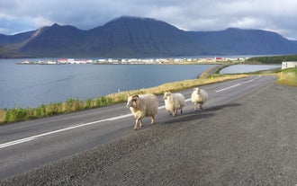 Tre pecore camminano lungo la strada che costeggia il fiordo di Isafjardardjup