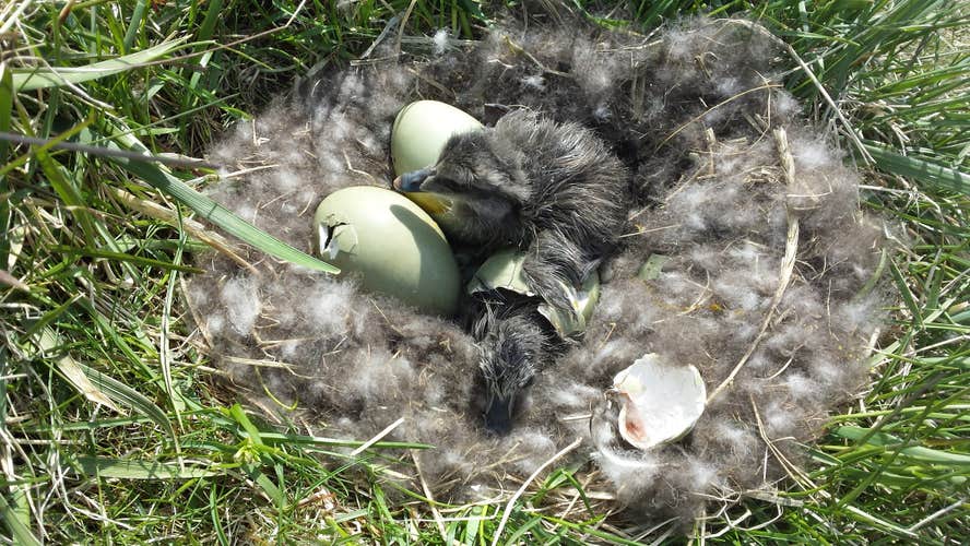 Eider ducklings hatch from their eggs in a nest on a farm in Iceland.
