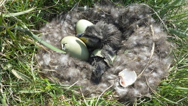 Eiderentenküken schlüpfen aus ihren Eiern in einem Nest auf einem Bauernhof in Island.