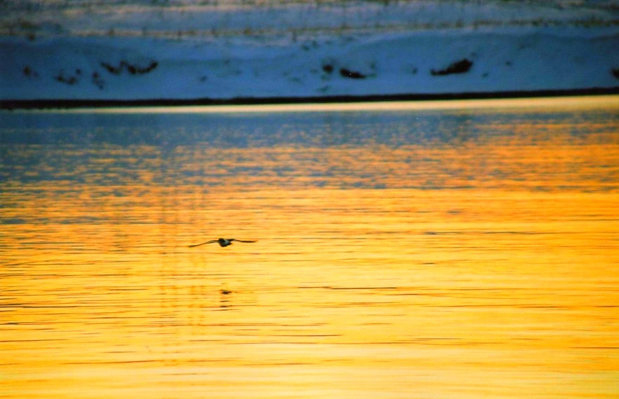 Terre De Glaces, Terre De Feux