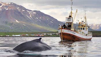 Whale Watching & Sea Fishing Boat Trip from Hauganes