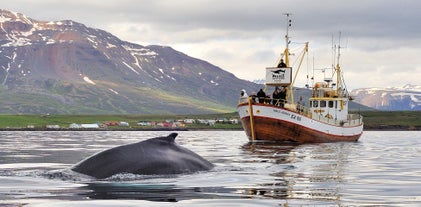 このホエールウォッチング＆海釣りツアーで最もよく見られるのはザトウクジラ、ミンククジラ、ネズミイルカ、ハナジロカマイルカなど