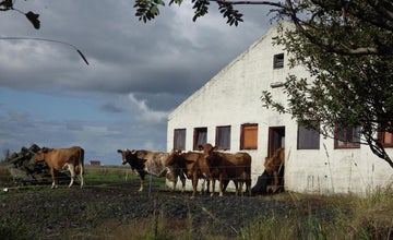 DalsSel Farm Guesthouse