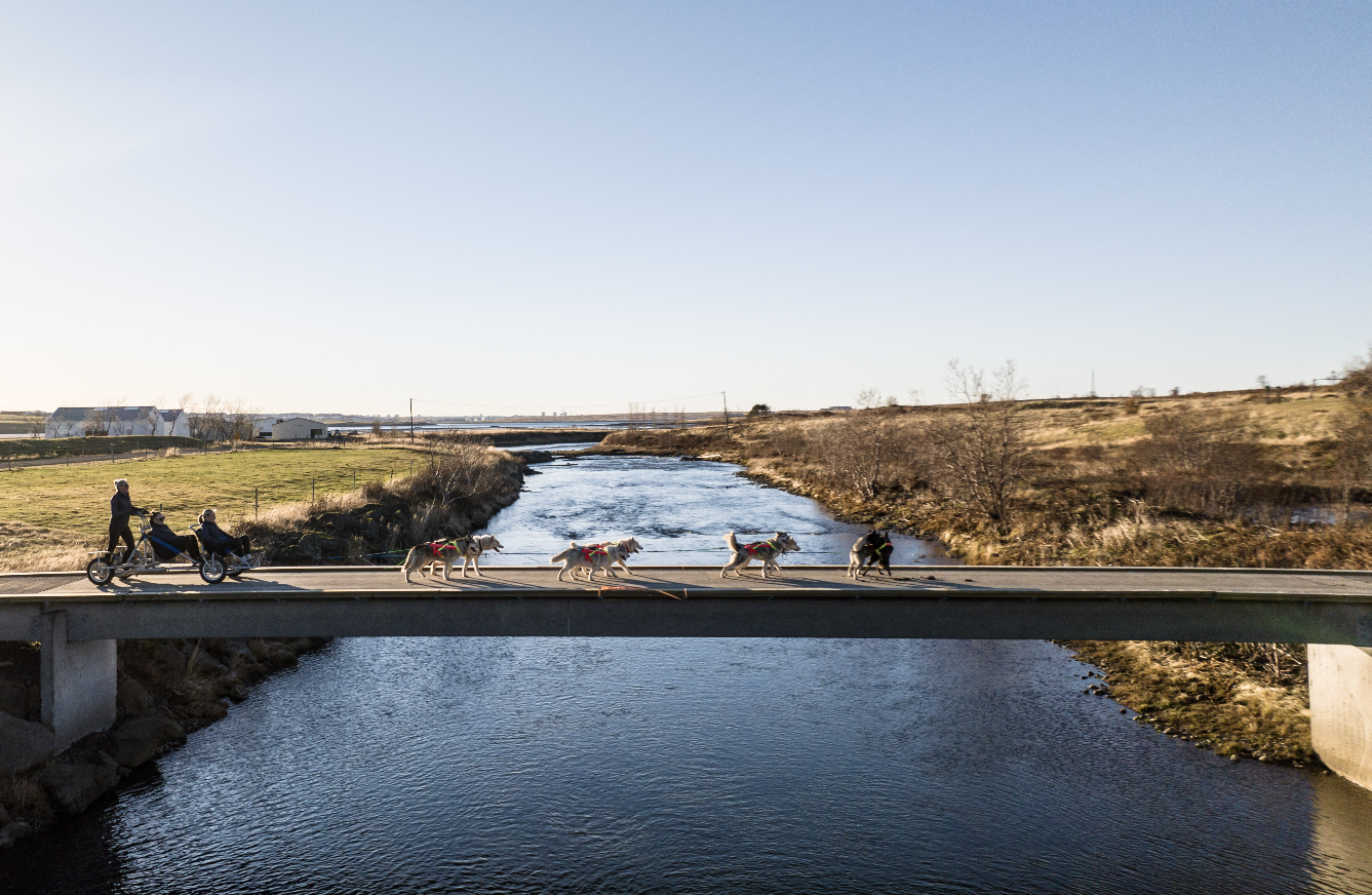 A team of huskies pulling a specialized cart in Iceland.