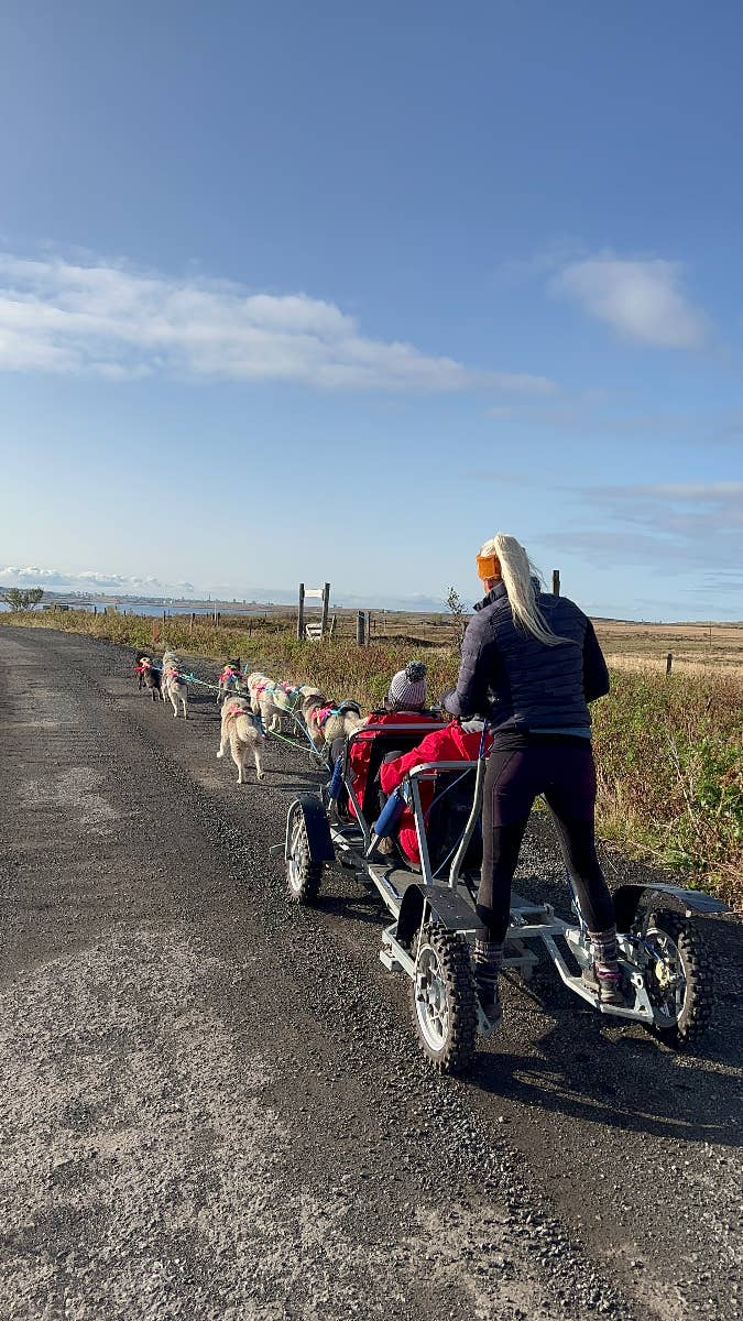 Husky Riding Reykevic Spannende Karrentocht van 1 Uur met Siberische Husky's vlakbij ...
