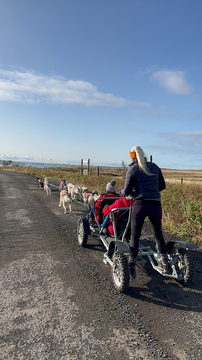 Thrilling 1-Hour Cart Racing Tour with Siberian Huskies Near Reykjavik | Meet-on-Location