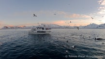 Whale watching in Grundarfjörður