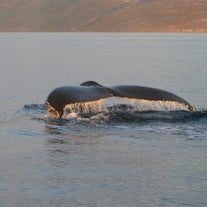 Una balenottera viene fotografata durante un tour di whale watching nel fiordo di Isafjardardjup