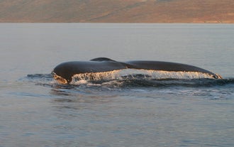 Una balenottera viene fotografata durante un tour di whale watching nel fiordo di Isafjardardjup