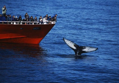 Whale watching vessels are fitted with the latest radar technology in order to routinely find the animals.