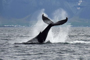 A whale dives down into the water on a whale-watching boat tour in Iceland.