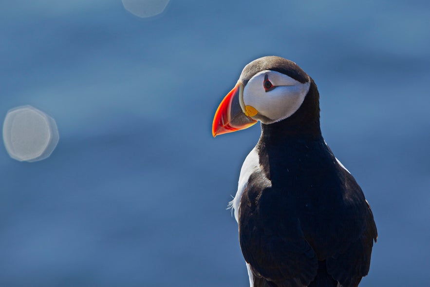 observation macareux islande