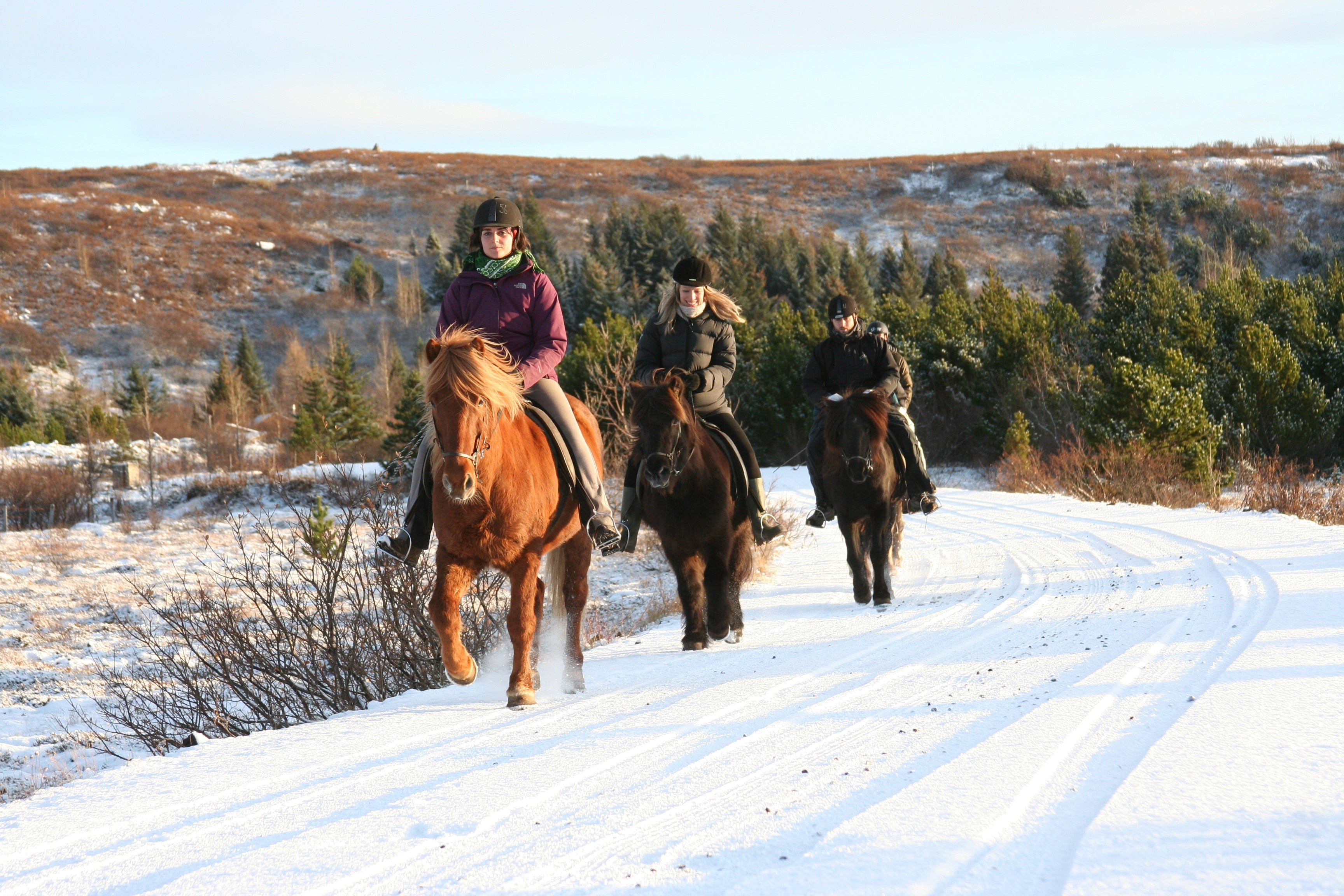 Voor het sterke en vastberaden IJslandse paard is een paardrijtocht vanuit Reykjavík geen probleem.