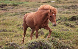 IJslands paard met een witte ster op het voorhoofd loopt door grasland vol wilde bloemen in de buurt van de Golden Circle.