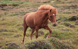 Icelandic horse with a white star marking walking through grassy terrain dotted with wildflowers near the Golden Circle.