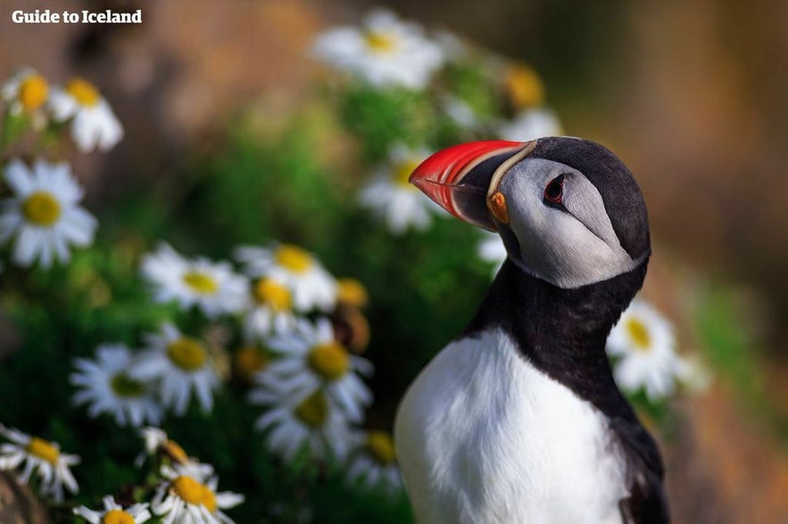 Puffin in Iceland