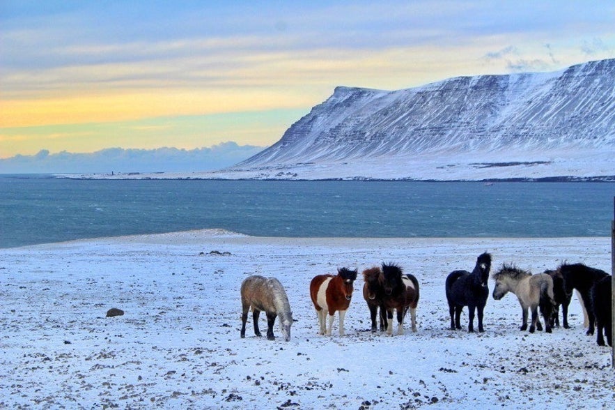 Hvalfjörður (Fjord de la baleine) en Islande en hiver