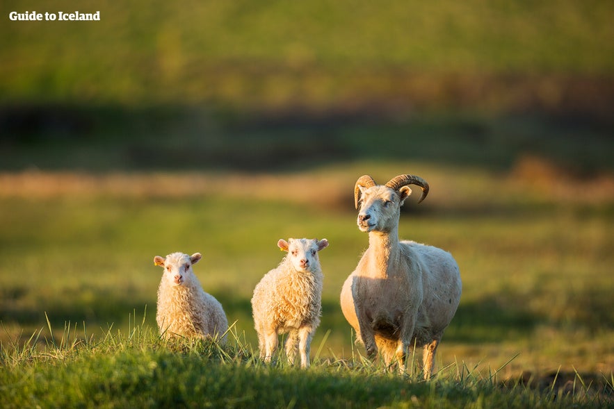 Icelandic sheep outnumber Iceland's population