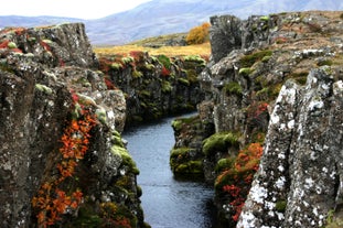 Parc national de Thingvellir, a une oasis de couleur durant les mois d'été.