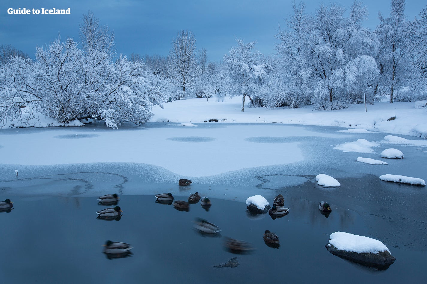 Les canards dans le lac gelé de Laugardalur à Reykjavik.